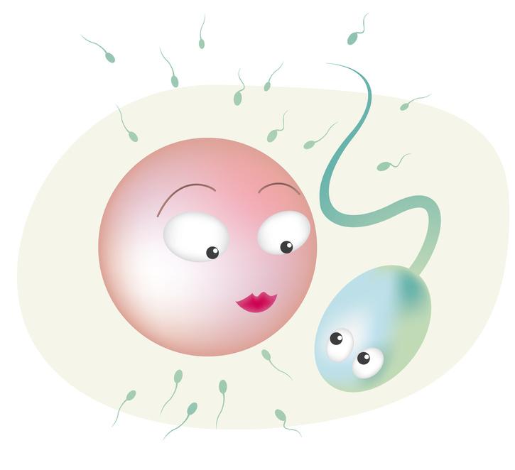 Spermatozoi ed ovociti