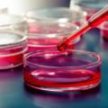Celiachia: un nuovo test per la diagnosi precoce