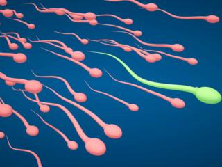 Infertilità maschile: il calore riduce la produzione di spermatozoi