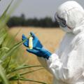 Ogm, tutto quello che c’è da sapere sugli alimenti transgenici