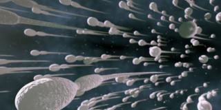 Concepimento: anche lo sperma congelato è fertile