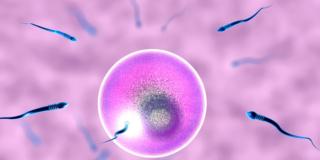 Fecondazione assistita: è boom anche in Italia