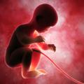 Se nel primo trimestre il feto cresce poco, il cuore del bebè è a rischio