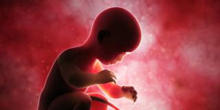 Se nel primo trimestre il feto cresce poco, il cuore del bebè è a rischio