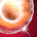 Rimanere incinta: un aiuto dagli ormoni maschili per l'infertilità femminile