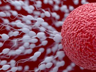 Infertilità maschile: fra le cause anche il Papilloma virus? 