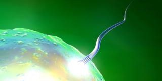 Fecondazione assistita: via libera all’embrione con tre genitori?