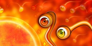 Infertilità maschile: trovata la proteina chiave