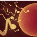 Concepimento: scoperta una proteina con un ruolo chiave