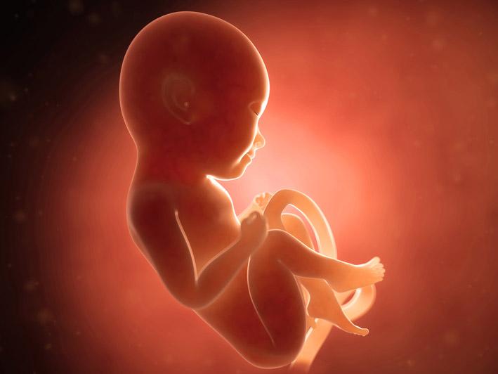 Potrai scoprire l'attività prenatale del tuo bebè
