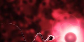 Consigli pre-concepimento: chi conserva la fertilità maschile vive di più