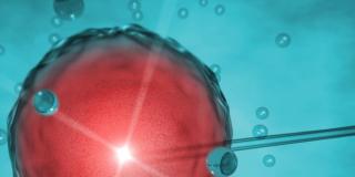 Fecondazione assistita: nuove speranze dal trapianto di utero?