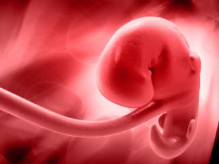 Sviluppo del feto: cosa succede dalla prima all’ottava settimana  