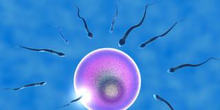 Eterologa in Italia: quanto costa?