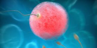 Fecondazione assistita: “donare” gli embrioni alla ricerca?