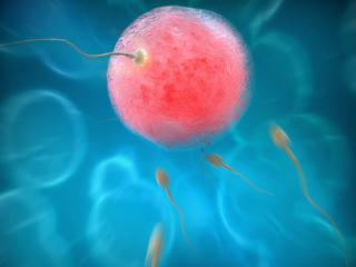 Fecondazione assistita: “donare” gli embrioni alla ricerca?