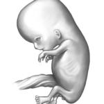 https://www.bimbisaniebelli.it/wp-content/uploads/2015/01/9settim-150x150.jpg