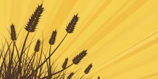Il grano saraceno – Andersen