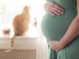 Toxoplasmosi in gravidanza: rischi, sintomi e cura