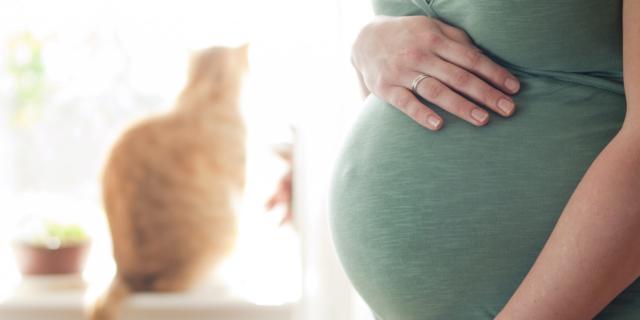 Toxoplasmosi in gravidanza: rischi, sintomi e cura