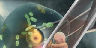 Fecondazione assistita: un nuovo test individua i giorni migliori
