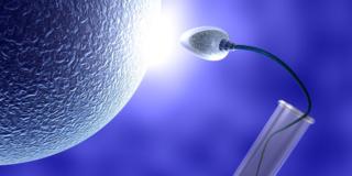Per l’infertilità maschile, spermatozoi fatti in vitro