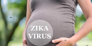 Virus Zika: causa problemi al feto e il vaccino non c’è