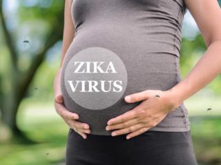 Virus Zika: causa problemi al feto e il vaccino non c’è
