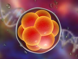Embrioni sotto esame: che succede a inizio gravidanza?