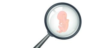 L’embrione si può auto-riparare