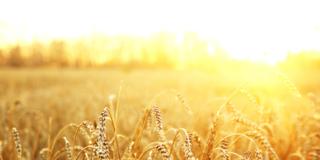 Scoperto il grano “gluten free”