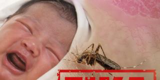 Virus Zika: in gravidanza è davvero pericoloso
