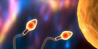 Dallo sperma di coccodrillo la risposta all’infertilità maschile?