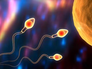Dallo sperma di coccodrillo la risposta all’infertilità maschile?