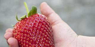 Allergie: non sempre passano dai genitori ai figli