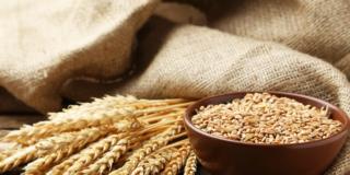 Grano e farmaci: allergie in aumento