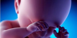 Feto in 3D con la nuova ecografia