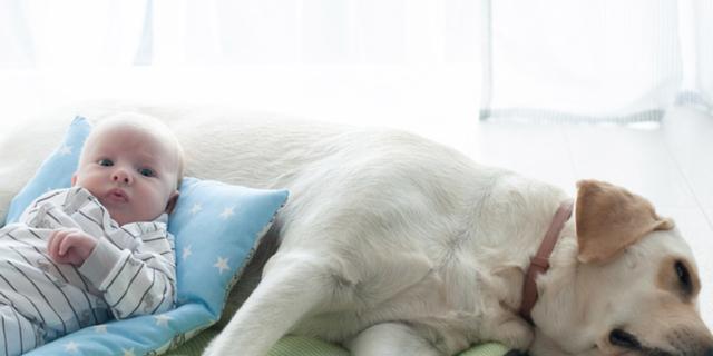 Uma criança chega: como preparar o Fido? Uma criança chega: como preparar o Fido?