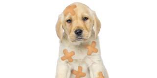 Zecche e pulci: come difendere i cani dagli “ospiti indesiderati”