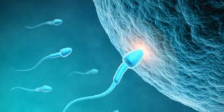 Fertilità maschile: in aumento uomini con seme malformato