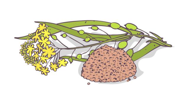 L’olio di camelina aiuta a ridurre il colesterolo