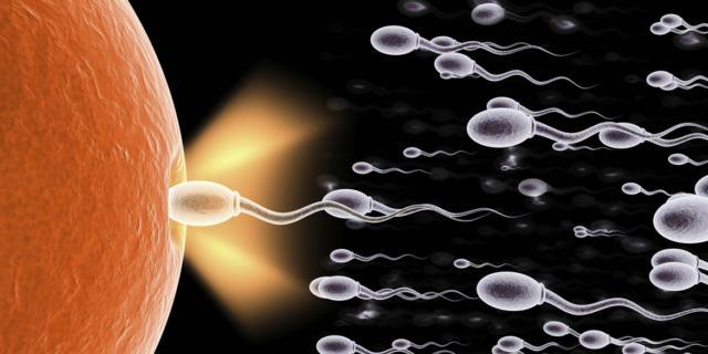 Fecondazione eterologa: mancano donatori italiani