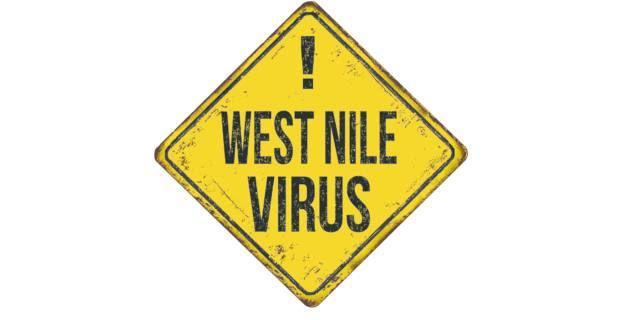 Febbre West Nile: 10 domande all’esperto
