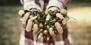 L’olio extravergine di oliva controlla la glicemia