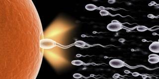 Concepimento: alt agli spermatozoi deboli