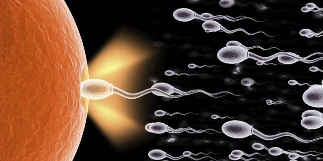 Concepimento: alt agli spermatozoi deboli