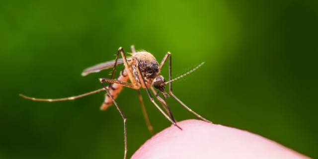 Febbre West Nile: come prevenirla