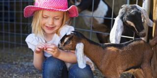 Asma e allergie nei bambini: prova con la pet therapy