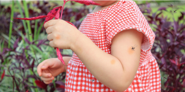 Coronavirus, nessuna evidenza che le zanzare possano trasmetterlo