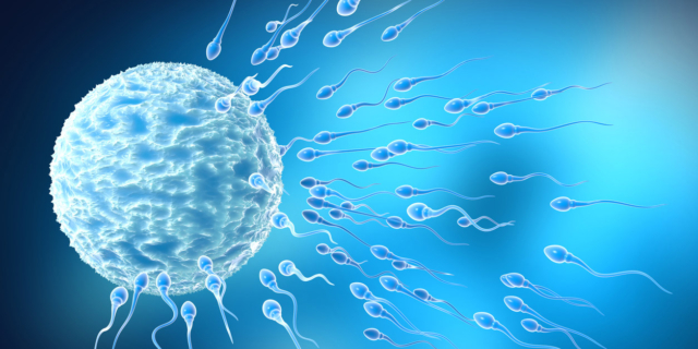 Gli ovuli scelgono da quali spermatozoi farsi fecondare